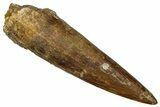 Fossil Plesiosaur (Zarafasaura) Tooth - Morocco #369979-1